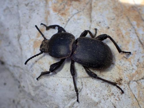 Réf. 224 012 : Scaurus atratus